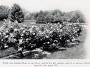 Perle des Jardins rose photo