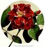 Roger Lambelin rose photo