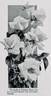 Safrano rose photo