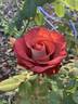 Léonidas rose photo