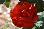 Arturo Toscanini rose photo