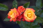 Confetti (floribunda, Christensen rose photo