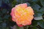 Yellow Surprise rose photo