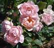 Lacy Parasol rose photo