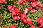 Picasso rose photo