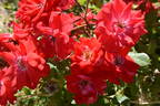 Picasso rose photo