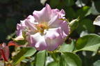 Seduction rose photo