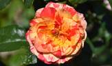 Love In rose photo