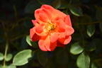 Minuetto rose photo