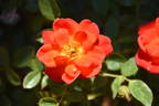 Minuetto rose photo