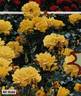Allgold ® rose photo