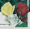 White Queen rose photo