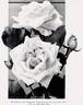 Augustine Guinoisseau rose photo
