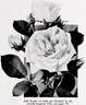 Clio rose photo