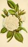 White Moss rose photo