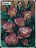 Haendel rose photo