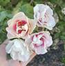 Bull's Eye rose photo