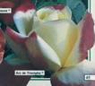 Arc de Triomphe rose photo