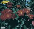 Alezane rose photo