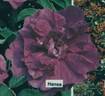 Hansa (Rugosa, Schaum rose photo