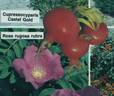 <i>Rosa Rugosa</i> 'Rubra' rose photo