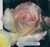 Charles Aznavour ® rose photo