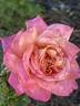 Kordes' Perfecta rose photo