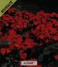 Alezane rose photo