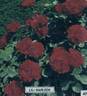 Lilli Marleen rose photo