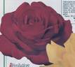 Révolution Française rose photo