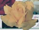 Gina Lollobrigida rose photo