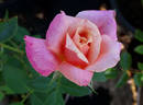La Jolla rose photo