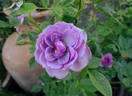 Lavender Veranda rose photo