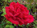 Legend rose photo