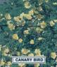 Canary Bird rose photo