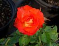 Léonidas rose photo