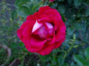 Liberty Bell ™ rose photo
