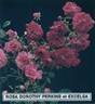Excelsa rose photo