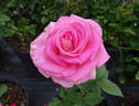 Louise Estes rose photo