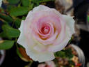 Magnificence rose photo