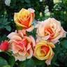 Belle Époque rose photo