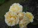 Morabito ® rose photo