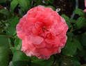 Marie Caroline ® rose photo
