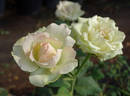 Mint Julep rose photo