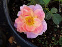 Mountain Music rose photo