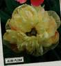 <i>P. officinalis</i> 'Alba Plena' peony photo