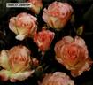 Charles Aznavour ® rose photo