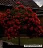 Excelsa rose photo