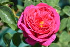Othello rose photo