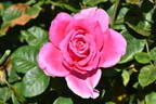 Jacaranda rose photo